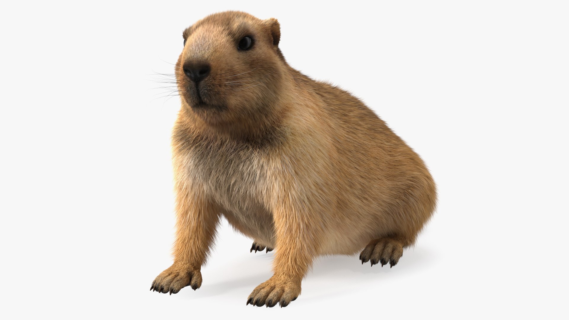 Sitting Ground Squirrel Fur 3D model preview
