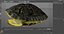 Red Eared Turtle Shell