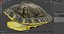 Red Eared Turtle Shell