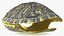 Red Eared Turtle Shell