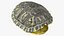Red Eared Turtle Shell