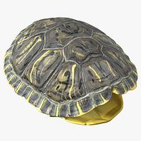 Red Eared Turtle Shell
