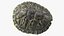 Red Eared Turtle Shell