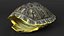 Red Eared Turtle Shell