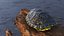 Red Eared Turtle Shell