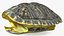Red Eared Turtle Shell