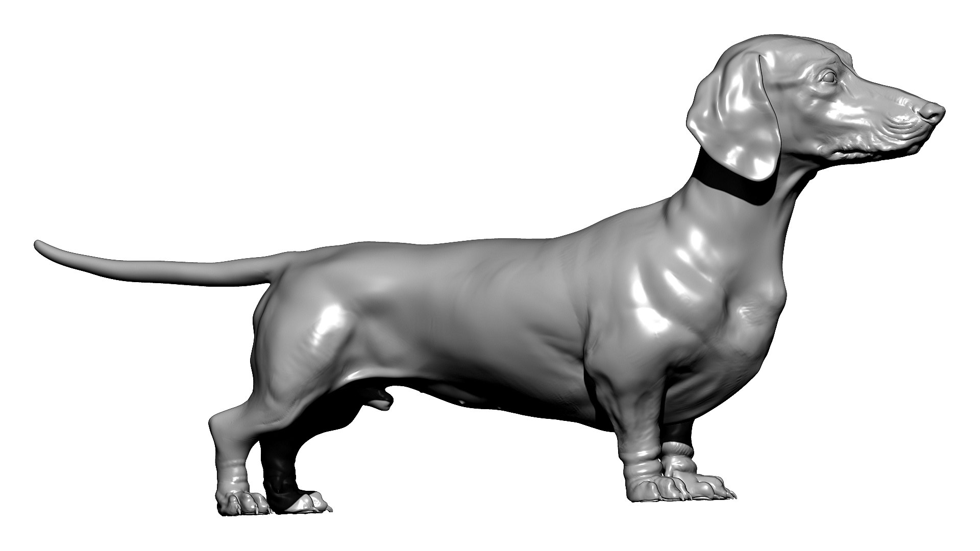 3D model dachshund dog https://p.turbosquid.com/ts-thumb/EO/kPHl4Z/2i/zbrush03/jpg/1612120274/1920x1080/fit_q87/d5b883412f1183795fd0776dd24769250d35c4d6/zbrush03.jpg