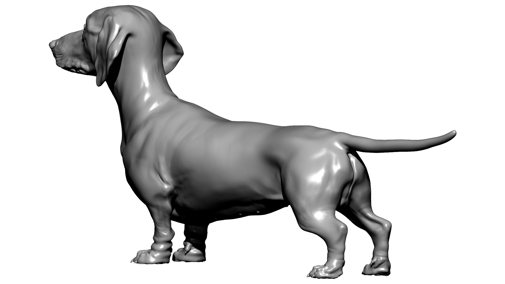 3D model dachshund dog https://p.turbosquid.com/ts-thumb/EO/kPHl4Z/3L/zbrush04/jpg/1612120274/1920x1080/fit_q87/c1df03e1ce9622c10bacb6a1832b331069420a0c/zbrush04.jpg