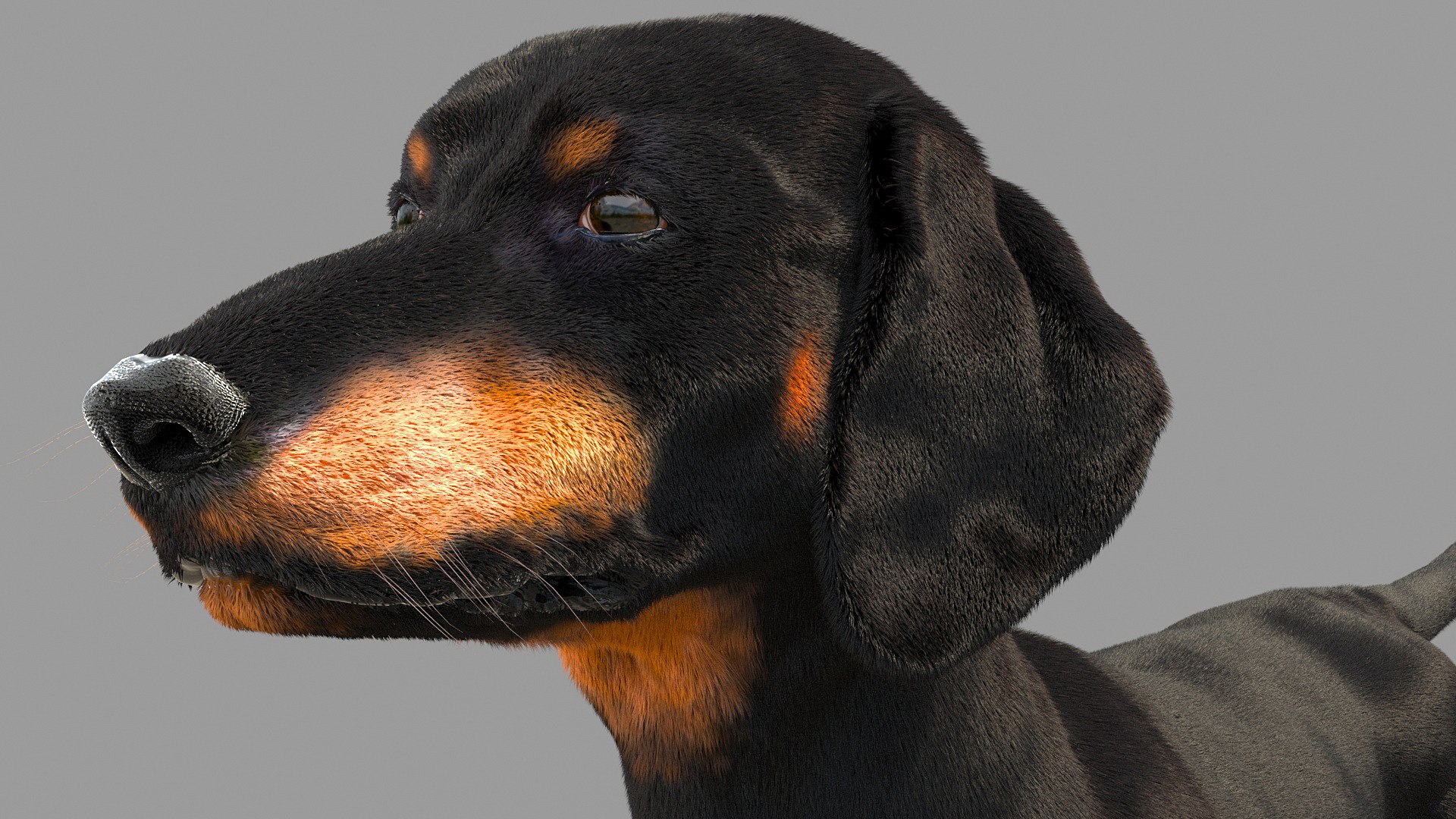 3D model dachshund dog https://p.turbosquid.com/ts-thumb/EO/kPHl4Z/4l/closep01/jpg/1612203950/1920x1080/fit_q87/a0935f1c1b9ba5480d5b2086aae561a334a3ed0c/closep01.jpg