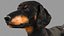 Perro salchicha