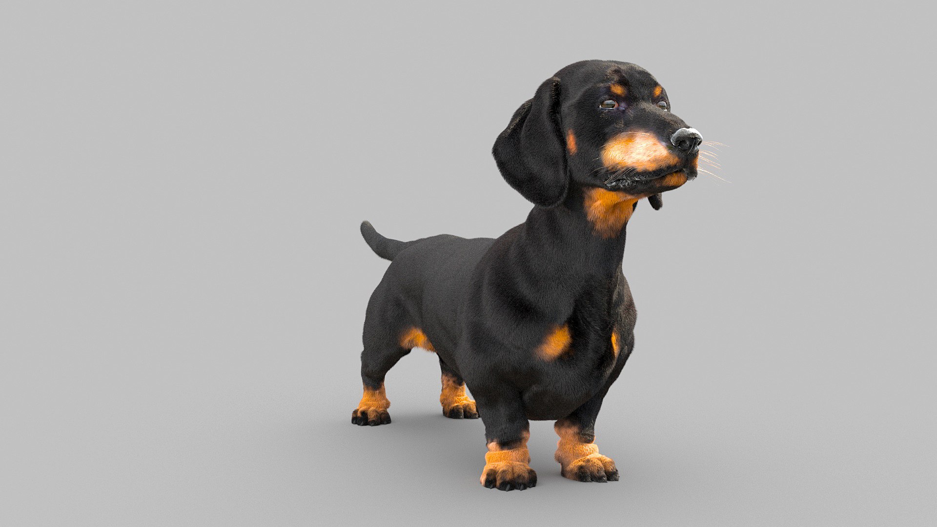 3D model dachshund dog https://p.turbosquid.com/ts-thumb/EO/kPHl4Z/9m/dog_0004/jpg/1612115202/1920x1080/fit_q87/317f204aefa7c9d5f3f250bdedb03c4f575c0145/dog_0004.jpg