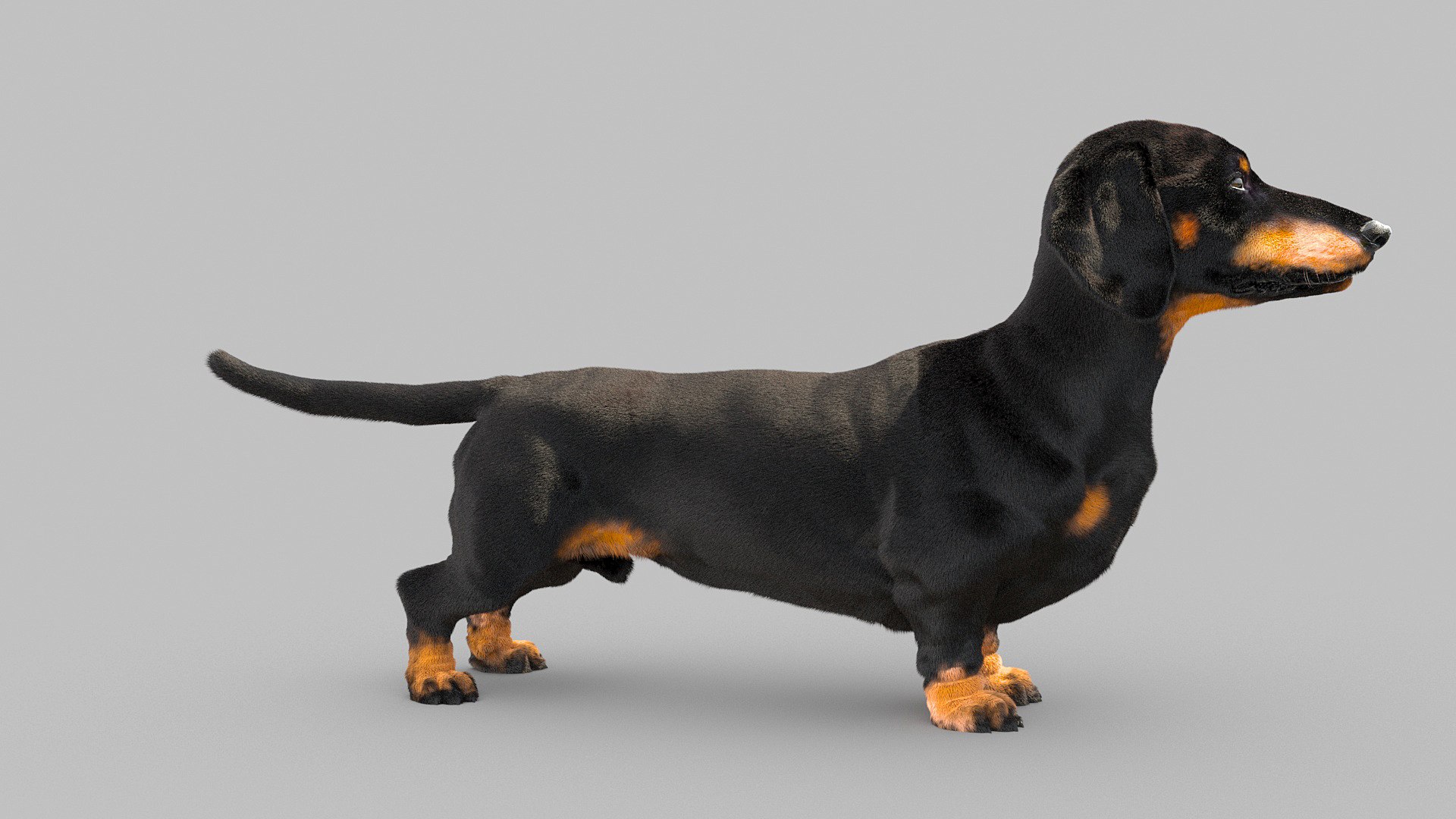 3D model dachshund dog https://p.turbosquid.com/ts-thumb/EO/kPHl4Z/Az/dog_0008/jpg/1612116979/1920x1080/fit_q87/7de90fa1d182672d42c2ff6893f656feda7bc669/dog_0008.jpg