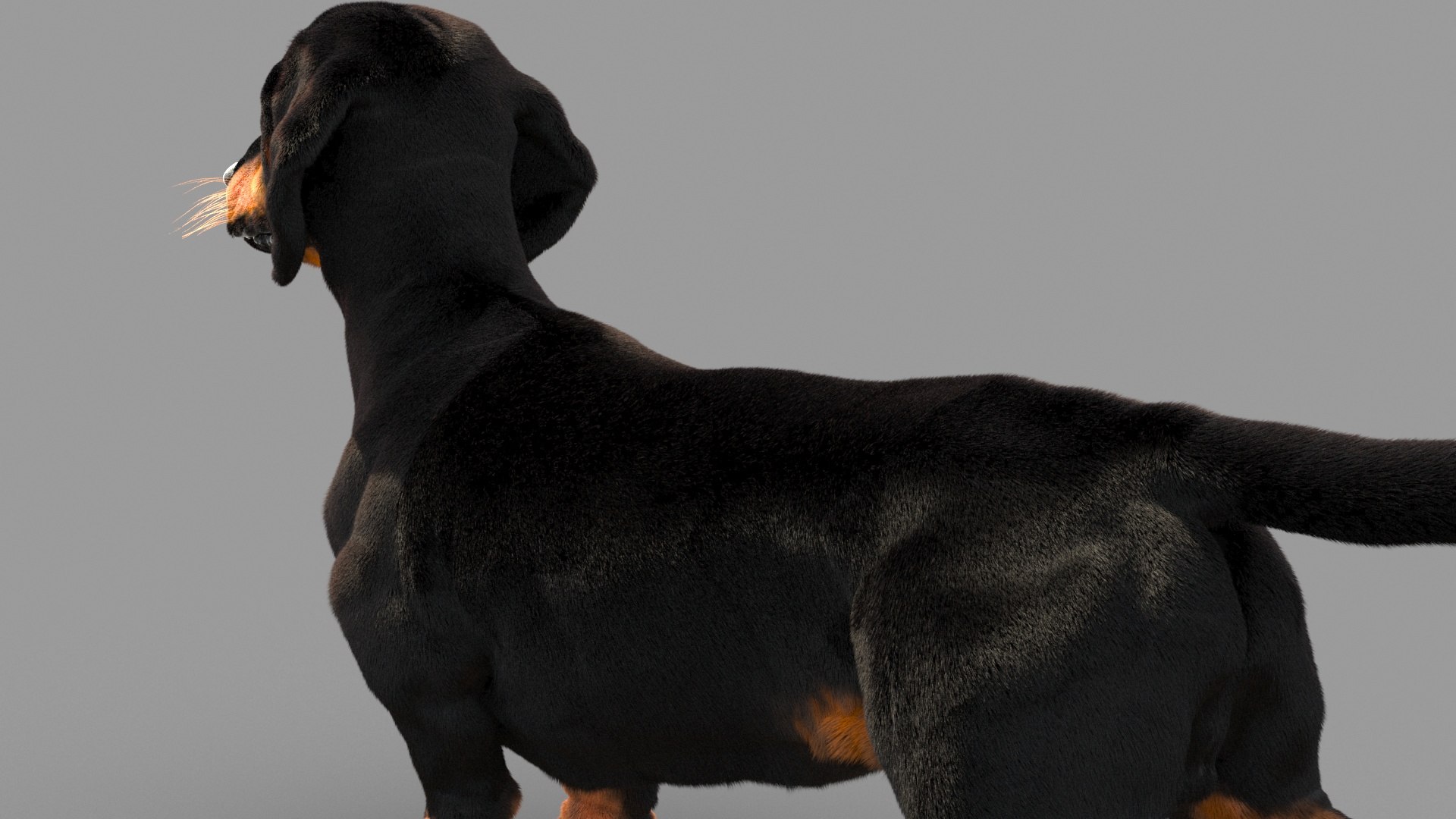 3D model dachshund dog https://p.turbosquid.com/ts-thumb/EO/kPHl4Z/BH/closep02/jpg/1612205720/1920x1080/fit_q87/0d6d595ba6abe1e5330d5d073eccf15d844fabdf/closep02.jpg
