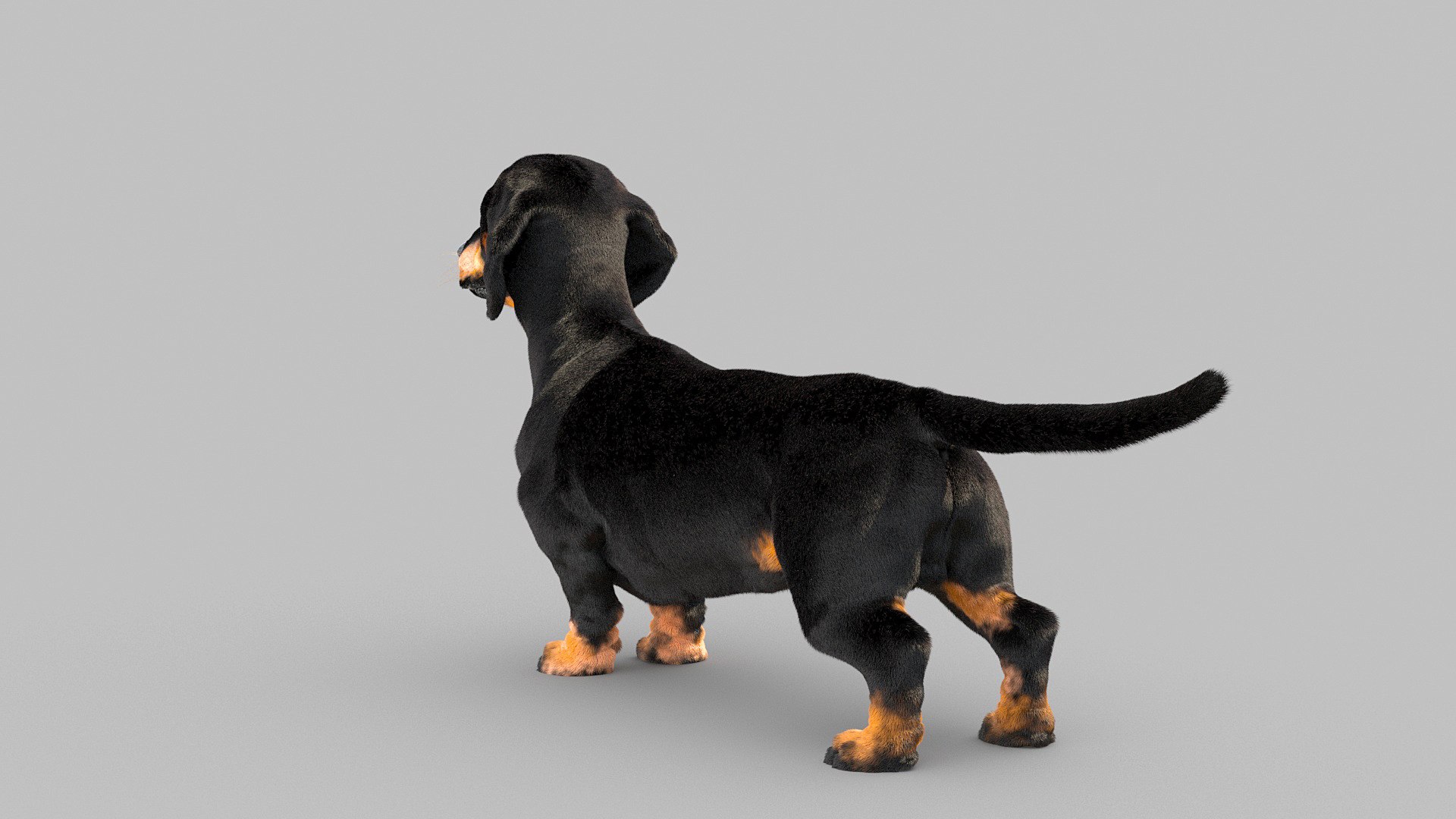 3D model dachshund dog https://p.turbosquid.com/ts-thumb/EO/kPHl4Z/NV/dog_0019/jpg/1612202887/1920x1080/fit_q87/fc71e3e380cde498e3ee9e1e95540191e4ae4715/dog_0019.jpg