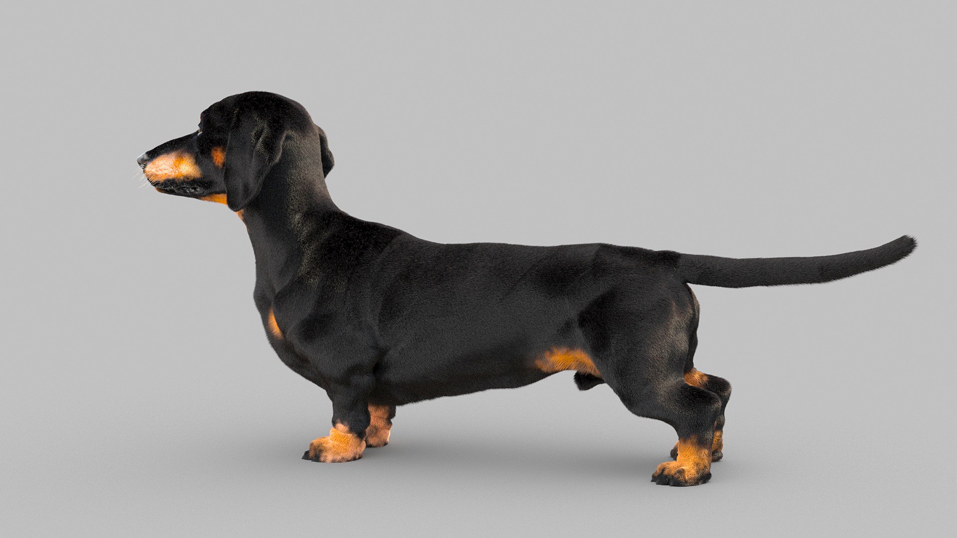 3D model dachshund dog https://p.turbosquid.com/ts-thumb/EO/kPHl4Z/P9/dog_0022/jpg/1612202888/1920x1080/fit_q87/54995c693d3b72a572015f1b9089f35989742be6/dog_0022.jpg