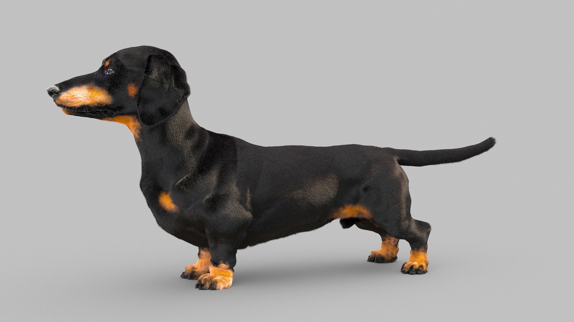 3D model dachshund dog https://p.turbosquid.com/ts-thumb/EO/kPHl4Z/RU/dog_0025/jpg/1612202891/1920x1080/fit_q87/6b3e523130a261d02d9d68f3ecd05ec962667218/dog_0025.jpg