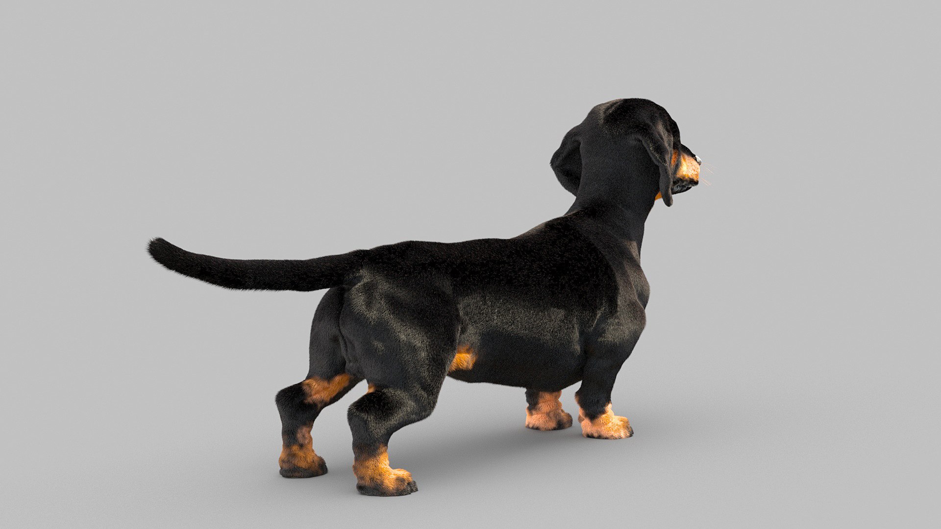3D model dachshund dog https://p.turbosquid.com/ts-thumb/EO/kPHl4Z/dY/dog_0013/jpg/1612202889/1920x1080/fit_q87/4cc32b0267401761d1e18c06291a3629be0bbf7d/dog_0013.jpg