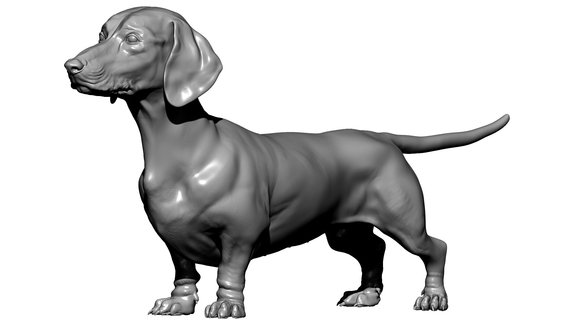 3D model dachshund dog https://p.turbosquid.com/ts-thumb/EO/kPHl4Z/eW/zbrush01/jpg/1612118204/1920x1080/fit_q87/9c49e4f69108bdb33aeb657cb7f2ab09b234c2a8/zbrush01.jpg