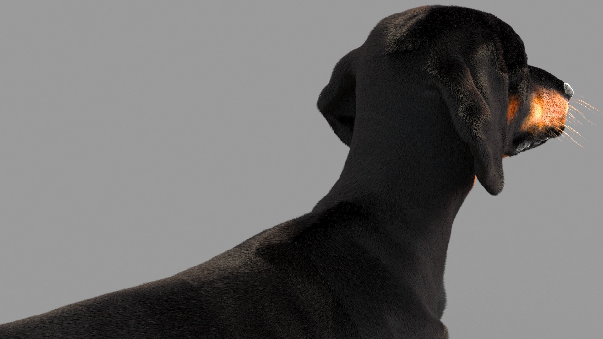 3D model dachshund dog https://p.turbosquid.com/ts-thumb/EO/kPHl4Z/ho/closep03/jpg/1612205726/1920x1080/fit_q87/173f7b93e261ab78c6eabd620b60b9d352389e5a/closep03.jpg