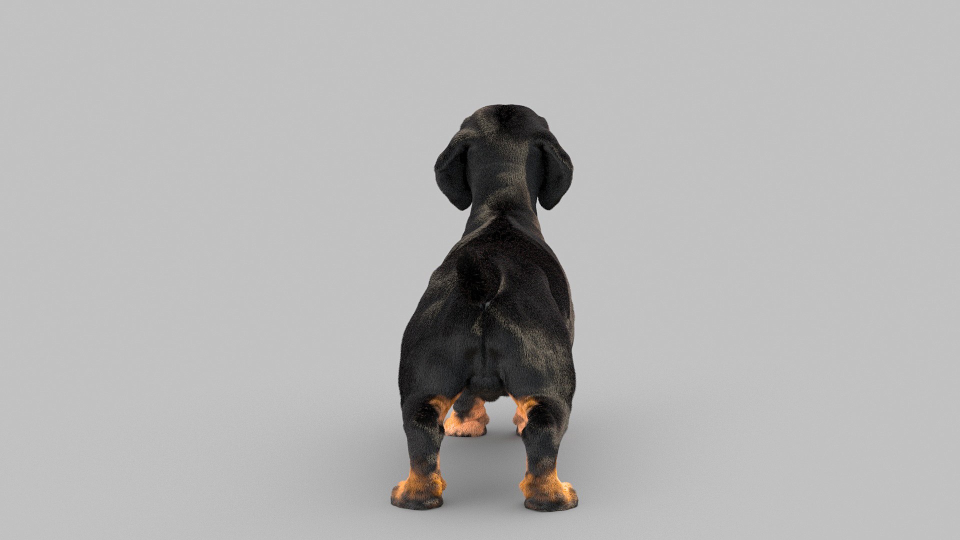 3D model dachshund dog https://p.turbosquid.com/ts-thumb/EO/kPHl4Z/kq/dog_0016/jpg/1612202887/1920x1080/fit_q87/88945030d35001dcd3bc983de482cb4dcaa90e28/dog_0016.jpg