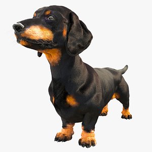 3D model dachshund dog