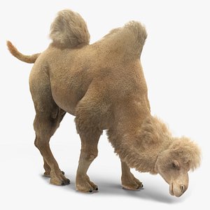 Bactrian Camel Light Colored Fur Rigged