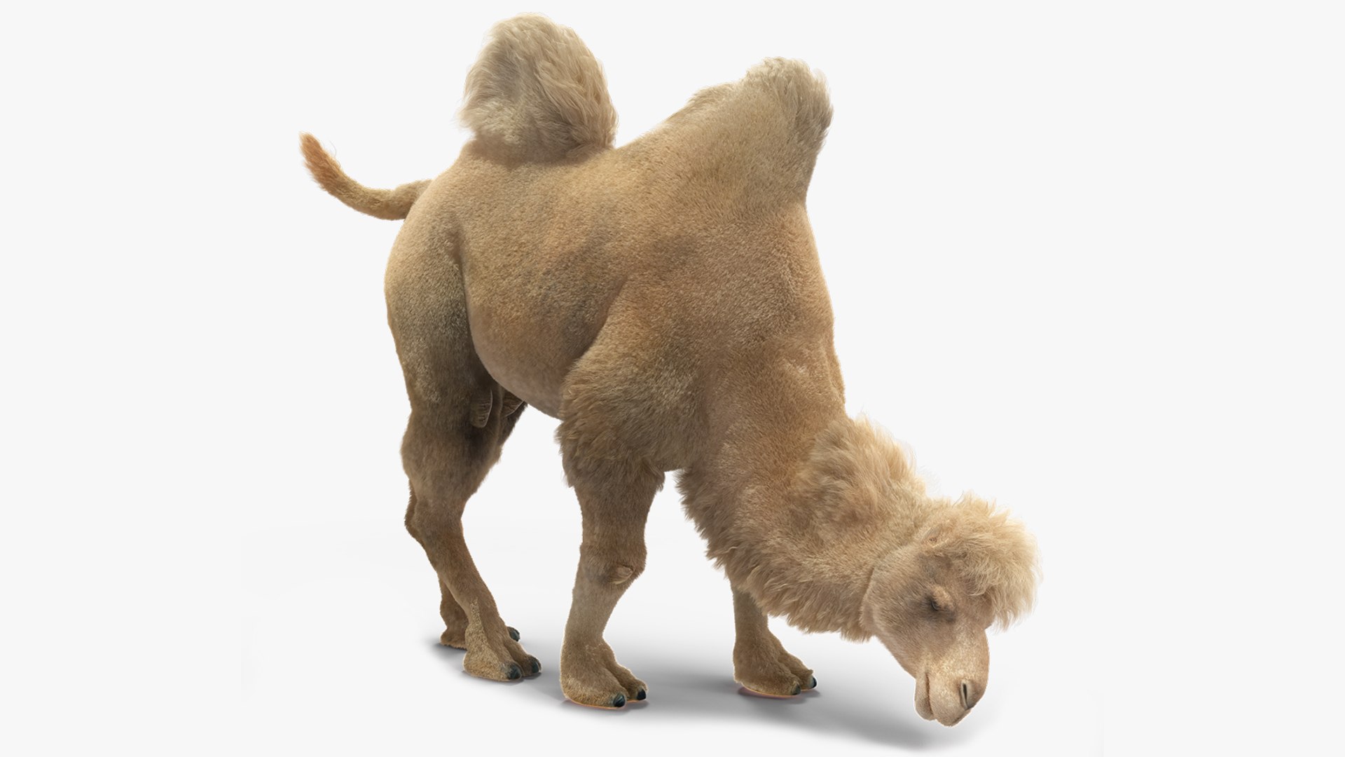 Bactrian Camel Light Colored Fur Rigged 3D model preview