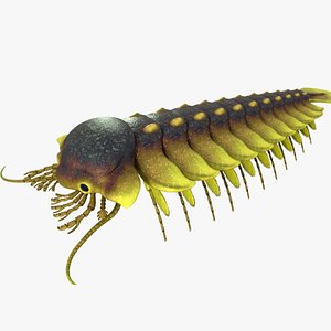 sanctacaris whittingtoni anomalocaris 3D model