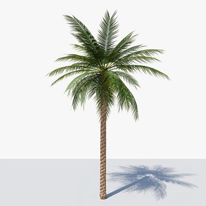 3D Date Palm v1