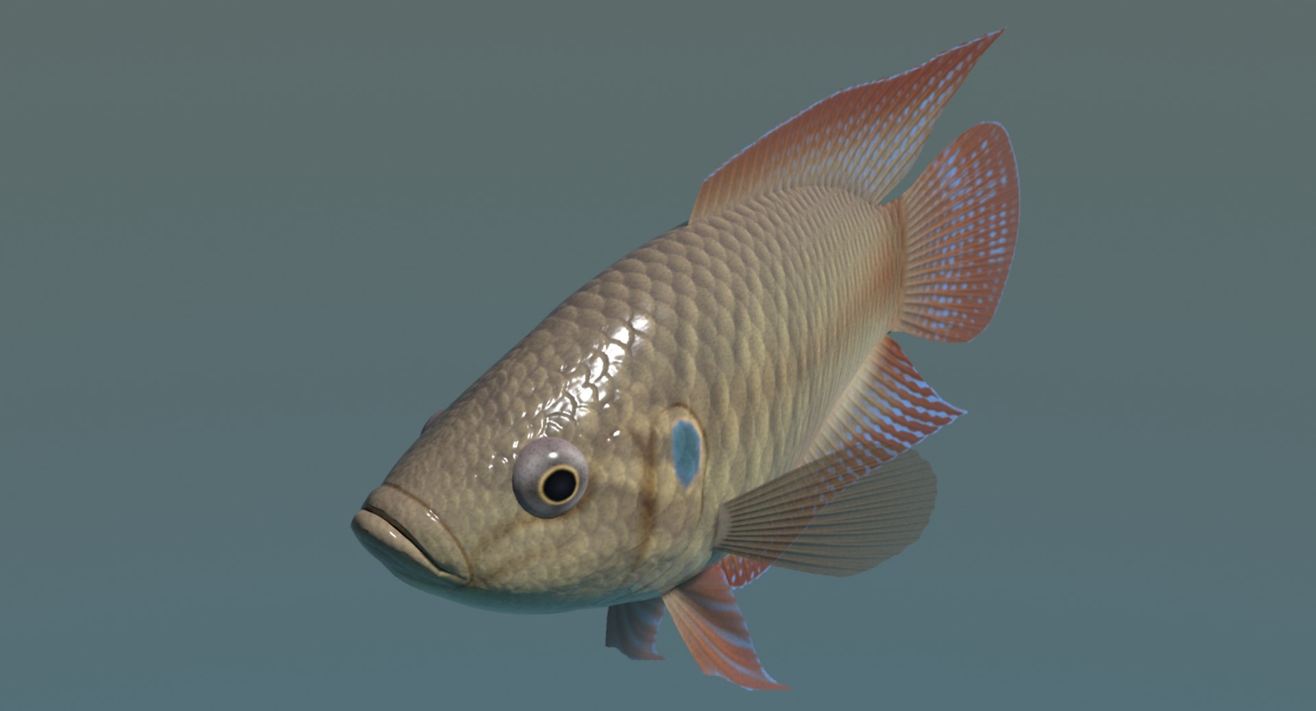 Chinese Paradisefish Tougyo 3ds