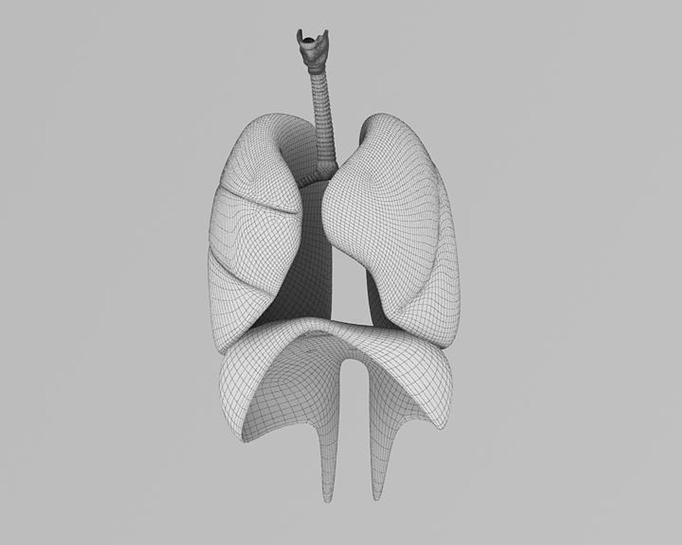 3d Model Respiratory