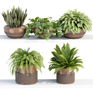 Indoor plants on shelf collection vol 184 3D model