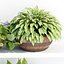 Indoor plants on shelf collection vol 184