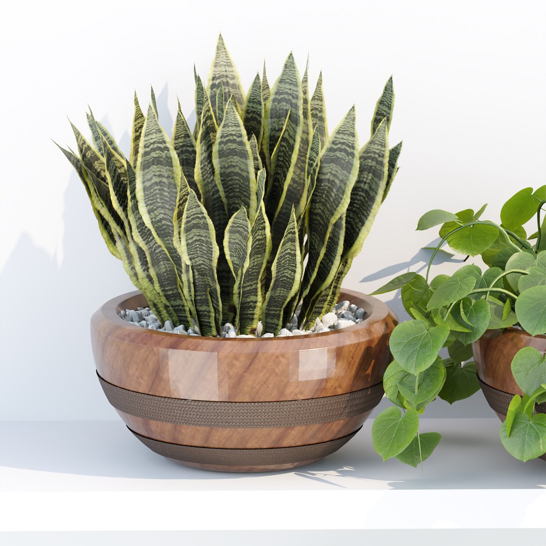 Indoor plants on shelf collection vol 184 3D model https://p.turbosquid.com/ts-thumb/EP/QGzfKi/ev/4/jpg/1675791346/1920x1080/fit_q87/db187a04b94711f308f3c431640f1d8f38ee21a9/4.jpg