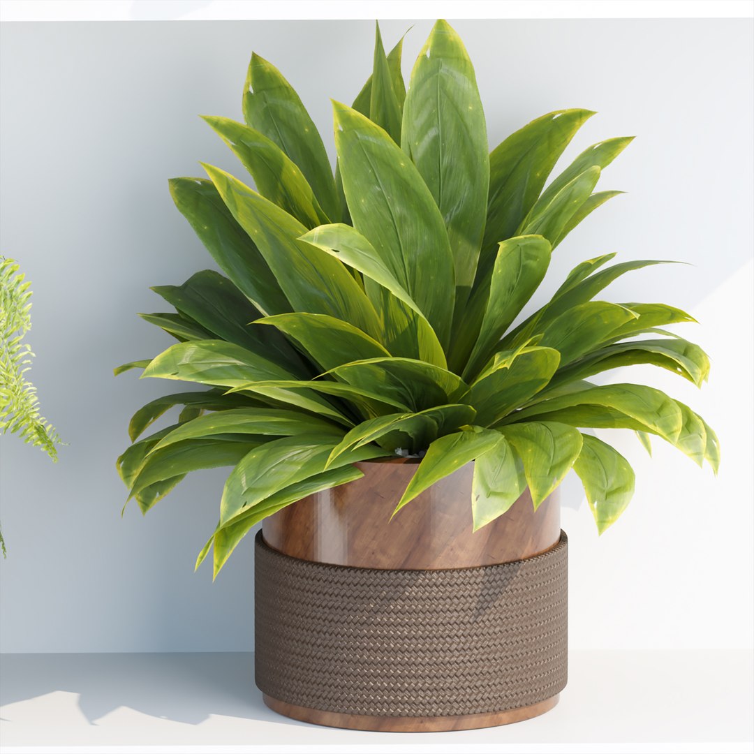 Indoor plants on shelf collection vol 184 3D model https://p.turbosquid.com/ts-thumb/EP/QGzfKi/rv/5/jpg/1675791348/1920x1080/fit_q87/c703056baedb4ee672b295bf3910d445400e293e/5.jpg