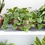 Indoor plants on shelf collection vol 184