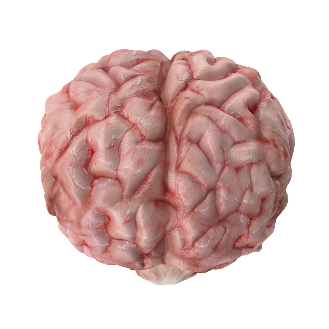realistic brain 3d max https://p.turbosquid.com/ts-thumb/EP/REqzRk/6g44nfID/5/jpg/1463269327/1920x1080/fit_q87/0d5b13eb3db1de945efb572edb06d42b42816523/5.jpg