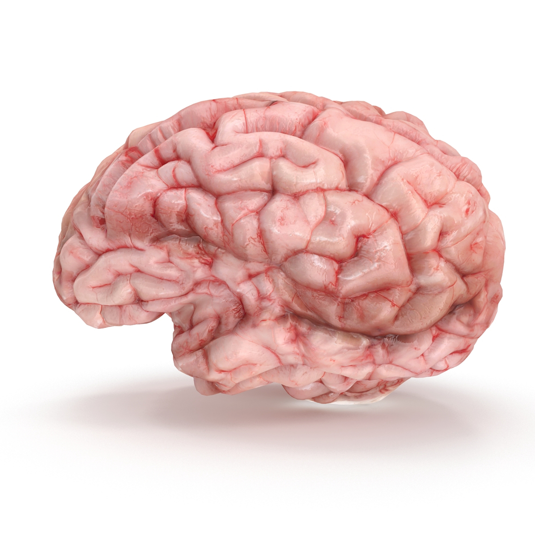 realistic brain 3d max https://p.turbosquid.com/ts-thumb/EP/REqzRk/9ogVZpf7/b/jpg/1463269393/1920x1080/turn_fit_q99/c6ede2a617365c3c96de774305795d80bb9b0112/b-1.jpg