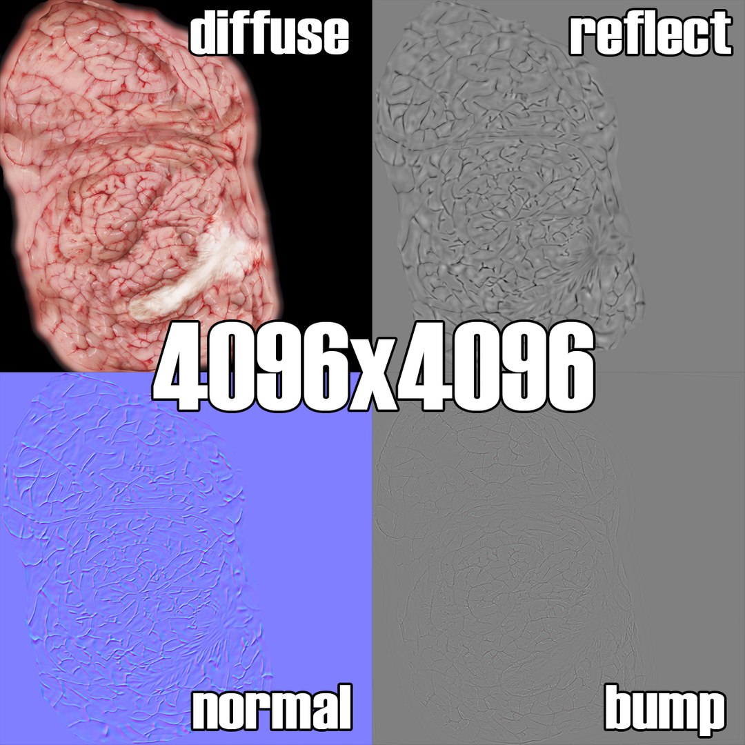 realistic brain 3d max https://p.turbosquid.com/ts-thumb/EP/REqzRk/DUJCvkwf/13/jpg/1463269327/1920x1080/fit_q87/ac43681ef57159b777a1aa6c7ee3bf6c18835757/13.jpg
