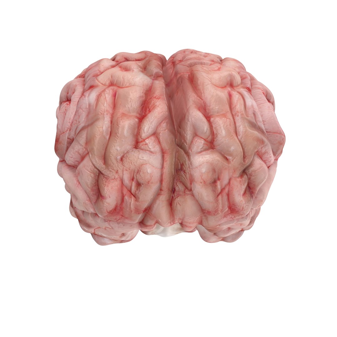 realistic brain 3d max https://p.turbosquid.com/ts-thumb/EP/REqzRk/GIsvzNZM/6/jpg/1463269327/1920x1080/fit_q87/5857512f456b9e80c2ea8d3ec393a23477594bbd/6.jpg