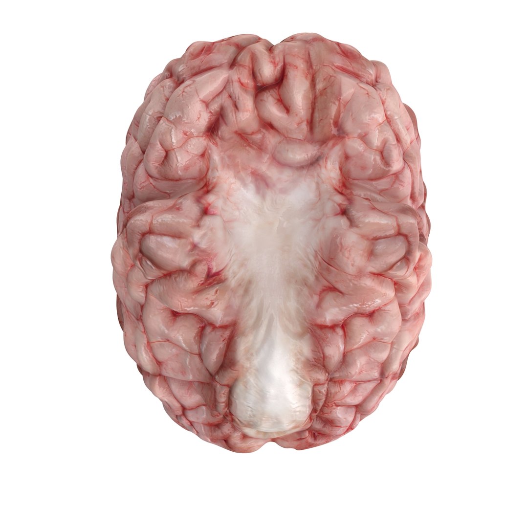 realistic brain 3d max https://p.turbosquid.com/ts-thumb/EP/REqzRk/LpvbH3zE/3/jpg/1463269327/1920x1080/fit_q87/fede78bf3a9c893534b25f7040f908641464bd18/3.jpg