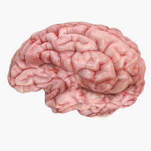 realistic brain 3d max
