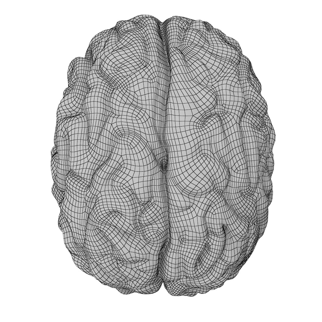 realistic brain 3d max https://p.turbosquid.com/ts-thumb/EP/REqzRk/QnY4UqUF/14/jpg/1463269327/1920x1080/fit_q87/4eba38a60066beaaa033a60dc68850fcdb8f1ac5/14.jpg