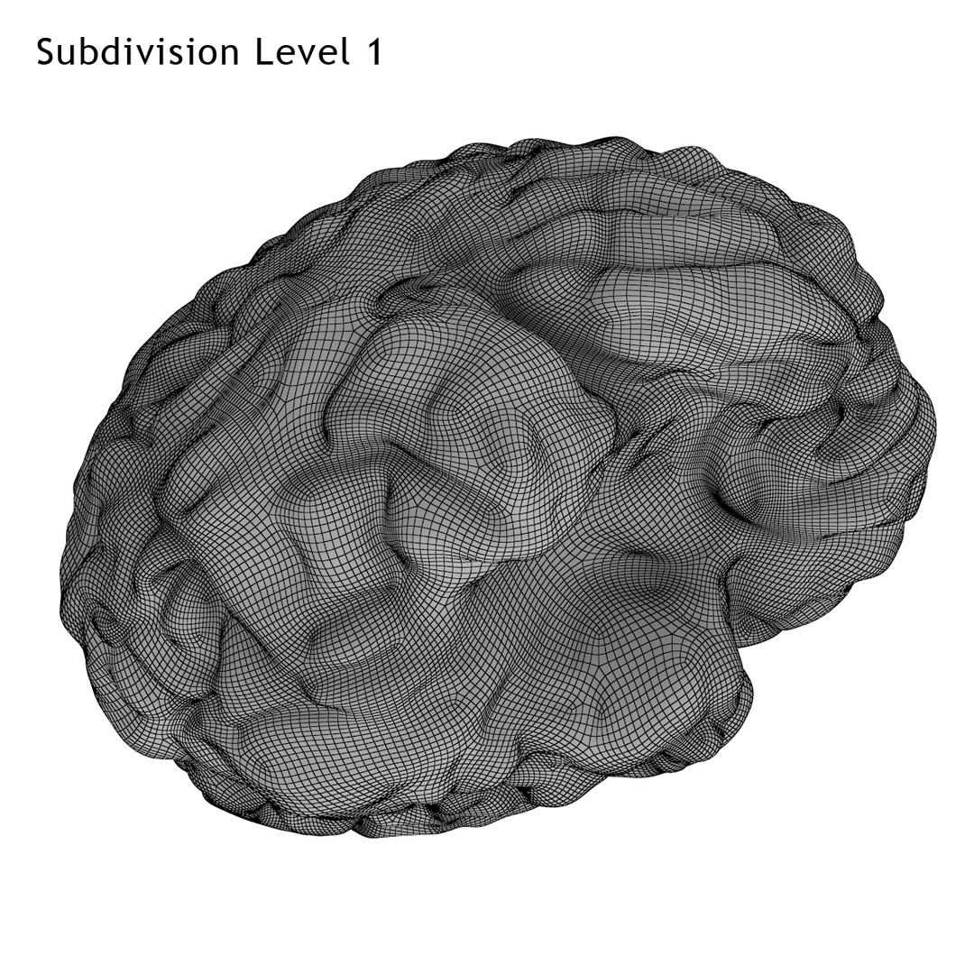realistic brain 3d max https://p.turbosquid.com/ts-thumb/EP/REqzRk/g0Hb0lSv/11/jpg/1463269327/1920x1080/fit_q87/82af32f271478d01ef0fca9eef85979f87b960a9/11.jpg
