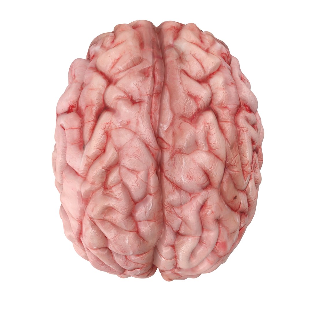 realistic brain 3d max https://p.turbosquid.com/ts-thumb/EP/REqzRk/jDGPUeP5/4/jpg/1463269327/1920x1080/fit_q87/5be4a36161b681daa7758cf3071acc8b85d87662/4.jpg