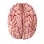 Realistic Brain
