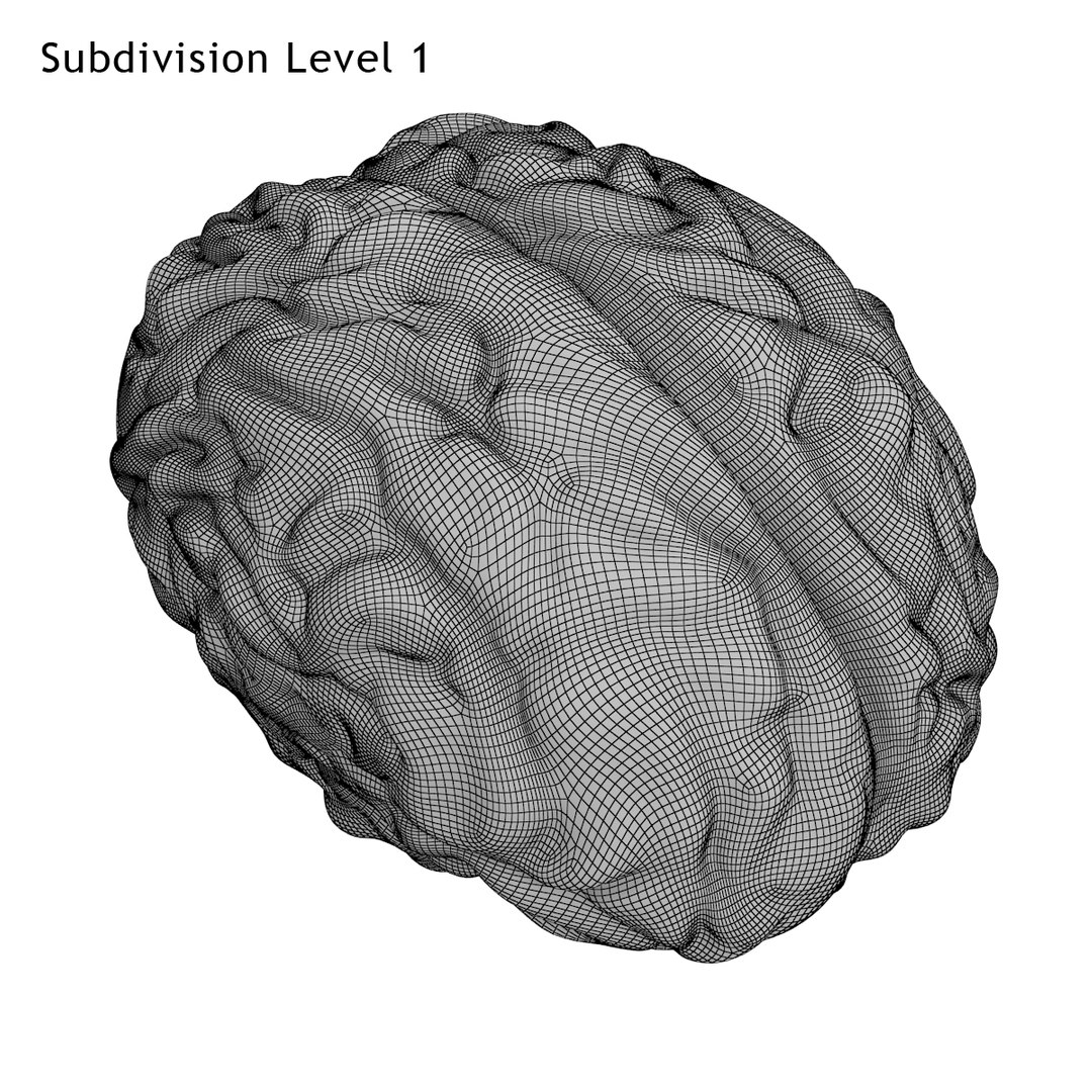 realistic brain 3d max https://p.turbosquid.com/ts-thumb/EP/REqzRk/zJWL5etZ/9/jpg/1463269327/1920x1080/fit_q87/c3ff86f8c5c12616b095abde37f4f55460d80cea/9.jpg