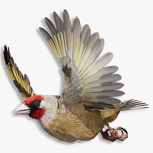 3D European Goldfinch - BLENDER model