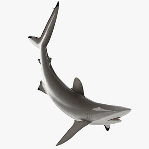 Realistic Silky Shark Rigged for Maya 3D model