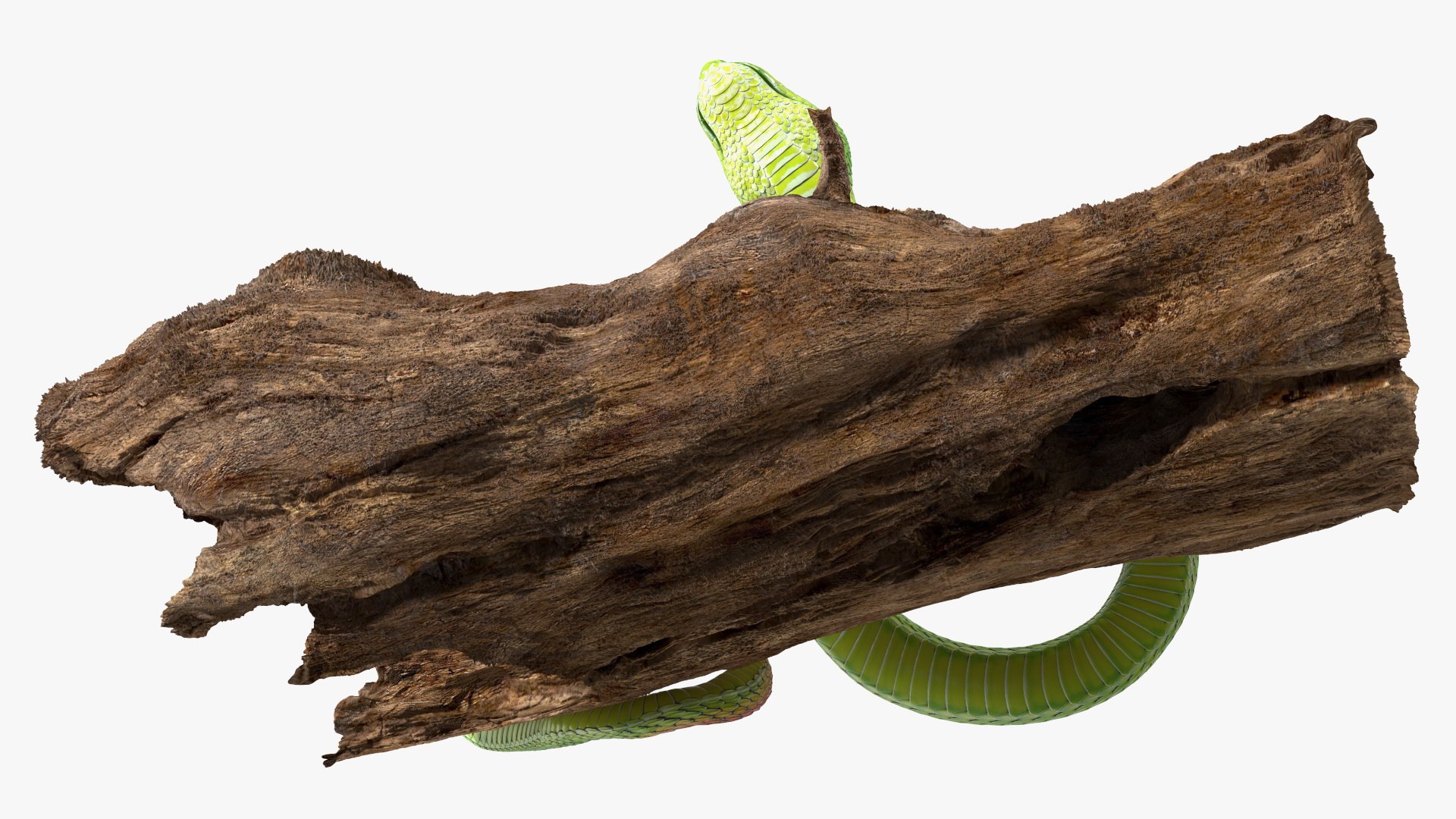 3D Hanging Trunk Green Snake Trimeresurus - TurboSquid 2106168